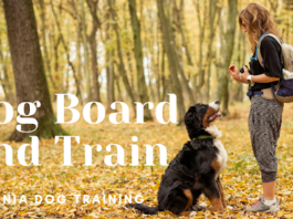 dog board and train