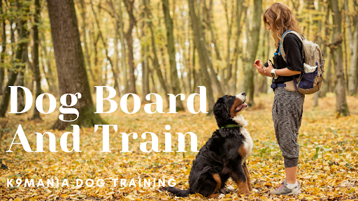 dog board and train
