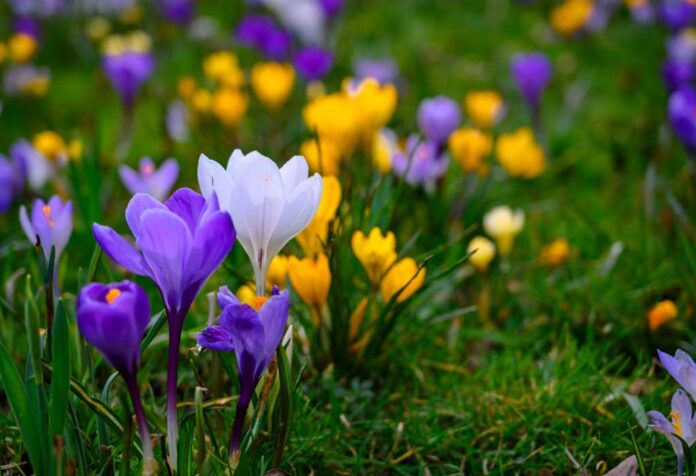 Best Blooming Flowers Ideas to Brighten Your Home Garden