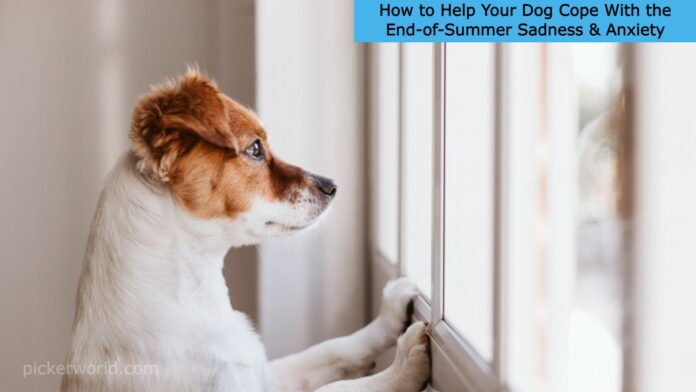 How to Help Your Dog Cope With the End-of-Summer Sadness & Anxiety