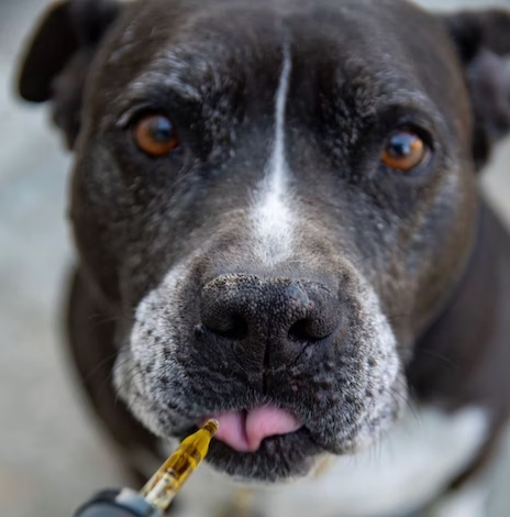 6 Benefits Of CBD Tinctures For Dogs