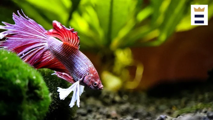 How To Buy A Betta Fish For Your First Aquarium